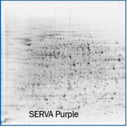 Serva Purple web.jpg